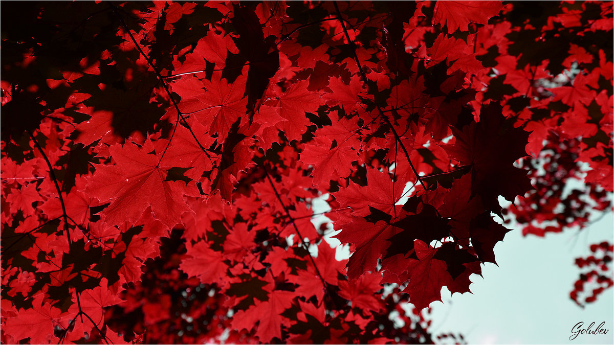 Осень в красное одета - Олег Голубев
