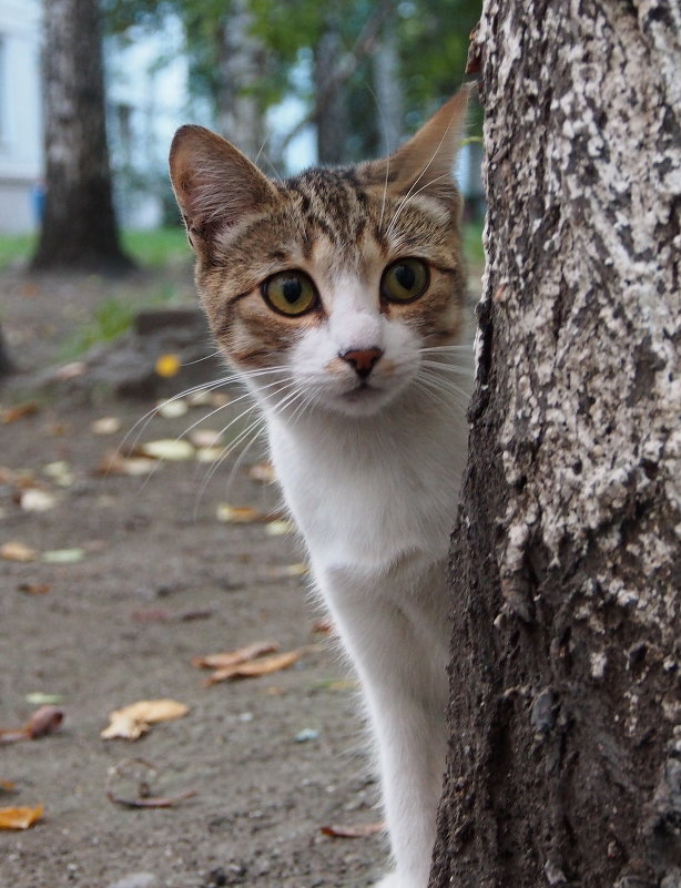 Котик с нашего двора - Александр Попов