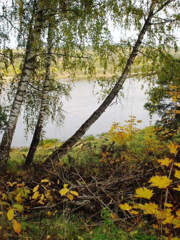 Осень в Тарусе - Алина Дементьева