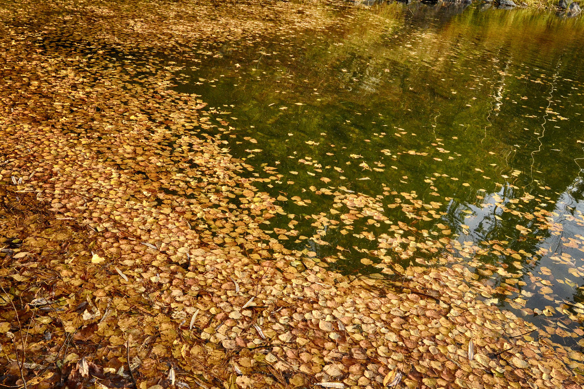 Осеннее золото на воде - Елена Шевелева 