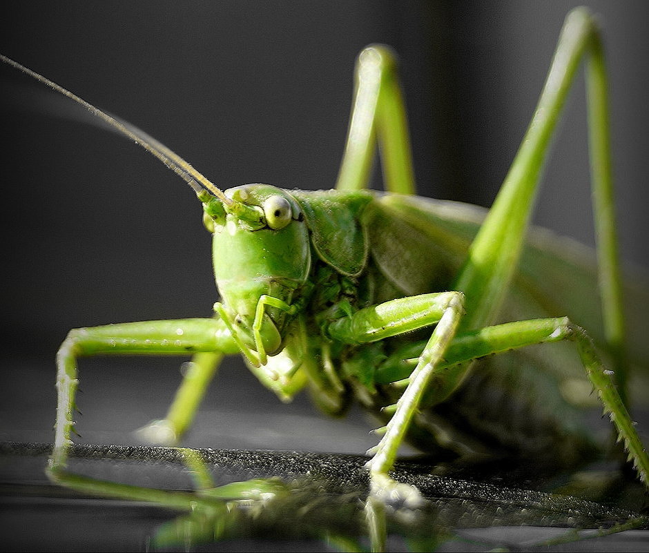 Grasshopper - A. SMIRNOV