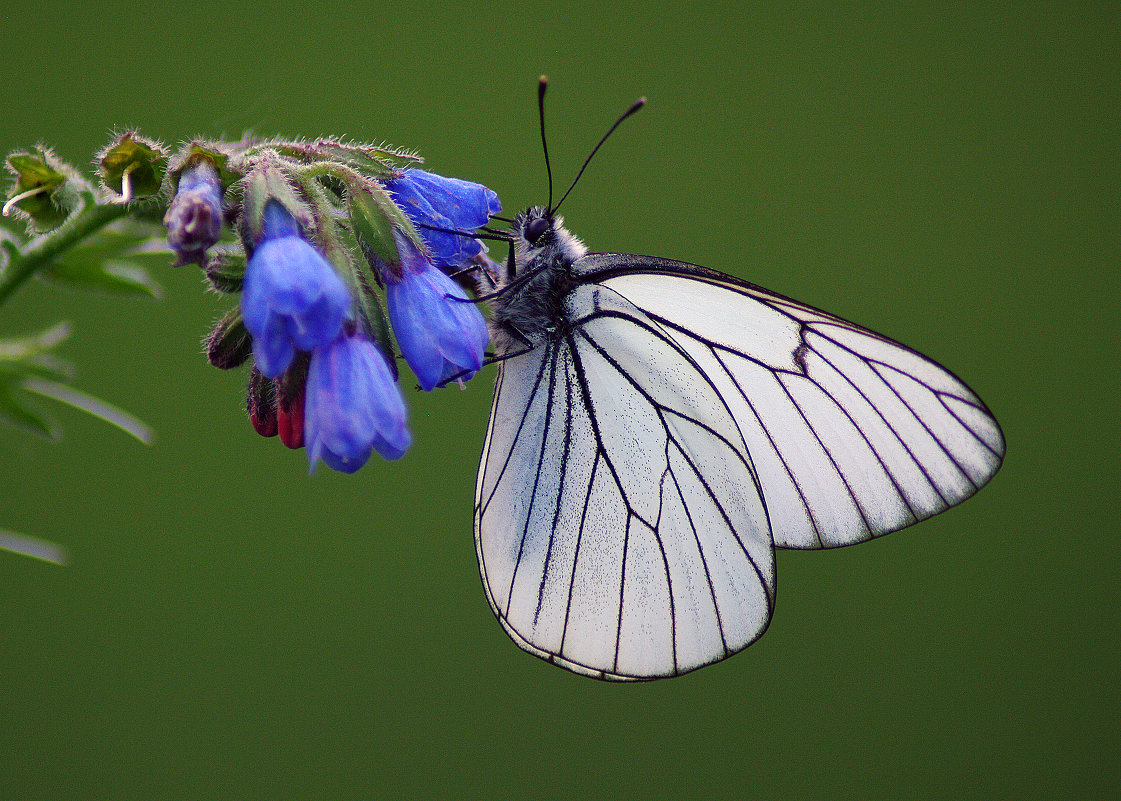 Июньская бабочка - Дмитрий Моркин 
