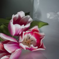 тюльпаны :: Оля Вишнякова