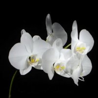 мои орхидеи :: Оксана Грешнова