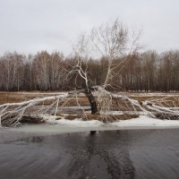 дерево :: Василий Щербаков