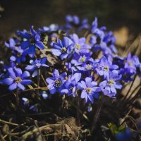 Весенние цветы. :: Анастасия Фролова
