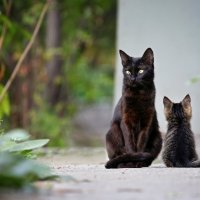 Семейный вечер. :: Евгений Мезенцев