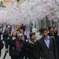 Московская сакура :: Дмитрий Паченков