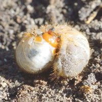 Личинка майского жука :: Анастасия Мойсук