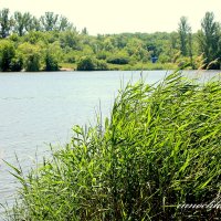 Живое озеро :: Инна Дегтяренко