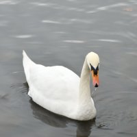 Белый лебедь на пруду :: Татьяна Помогалова