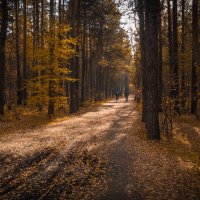 осень в лесу :: Юрий Иванович