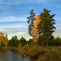 Средь берёз и сосен тихо бродит осень... :: Александр Тулупов