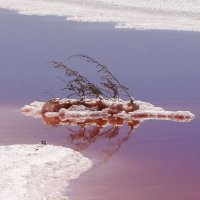 Загадочный мир розового озера :: Наталья Кузнецова
