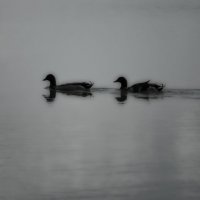 lake and duck :: Ирина Секачева