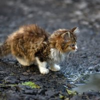 Бездомный котёнок ... :: Евгений Хвальчев