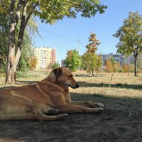 Рыжая собака в осеннем парке :: Алексей 
