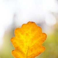 Осенний лист :: Фотограф Ирина Белянина