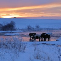 Водопой на закате :: владимир 