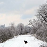 Зимою :: Шура Еремеева