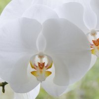 Белая орхидея на моем окне :: Ирина Козлова