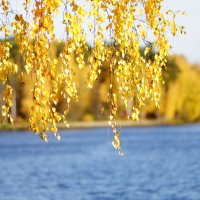Осени золотые пряди. :: Oleg K