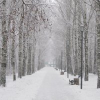 Берёзы в снегу :: Дмитрий Никитин