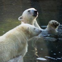 Белые медведи летом :: Дмитрий Никитин