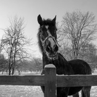Ой, мороз, не морозь коня ... :: Лариса Корженевская