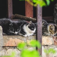 три кота :: Олег Кучков