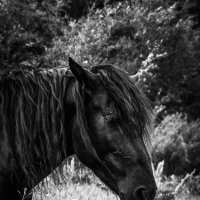 Одинокий конь :: Андрей Анкудинов