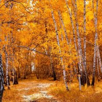 Осенний щепкинский лес :: Данил 