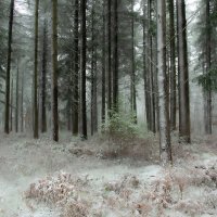 Зимний бургундский лес :: Lyudmyla Pokryshen