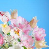 Тюльпаны :: Ольга Бекетова
