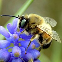 Длинноусая пчела на мускари :: Константин Штарк