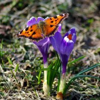 Апрельская бабочка :: Дмитрий Моркин 