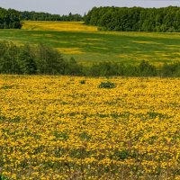 Поле в жёлтых тонах :: Фотограф МК