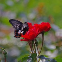 Бабочка и роза :: Дмитрий Моркин 