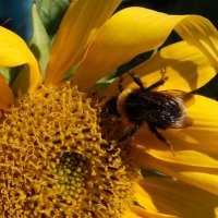 Пчела на подсолнухе :: Светлана Фурсова
