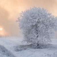 Трескучий мороз. :: Валерий Туманов