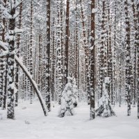 Снежный бор :: Павел Дунюшкин