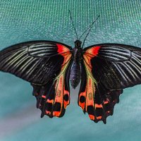 Мир бабочек :: Артём 