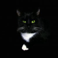 Чёрный кот :: Валерий Баранчиков
