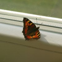 Бабочка на окне :: Наталья 