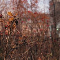 Осень - увядающая весна :: Ди Александровна