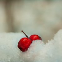 Рябина на снегу :: Андрей Михайлов