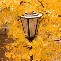 Свет в цвете осени... :: Антон Понкратов