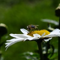 Пчелка :: Николай Орехов