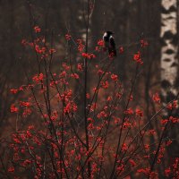 Nevermore :: Роман Семёнов