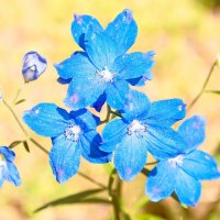 голубой цветок :: Matej Turbić